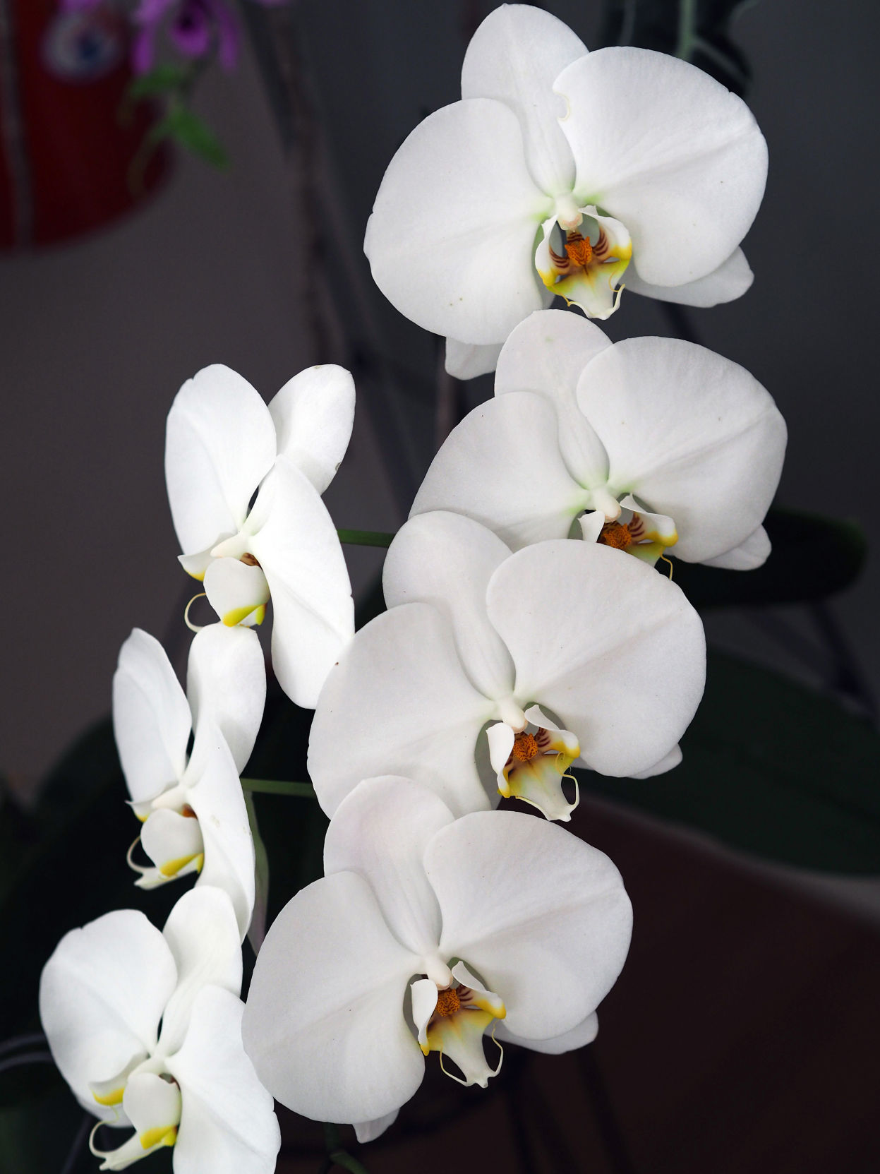 Phal_-_white2.JPG